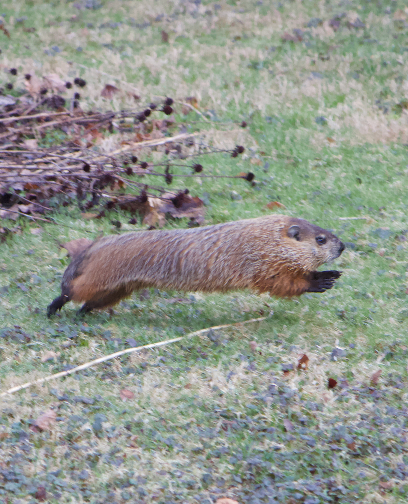 680x840 woodchuck2 4.67.26