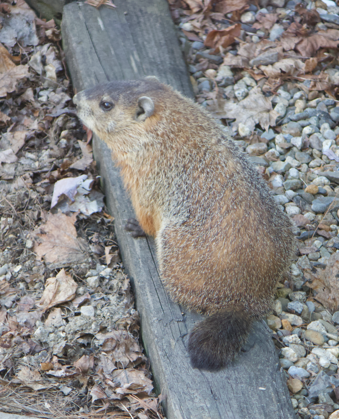 680x840 woodchuck3, 3.29.26