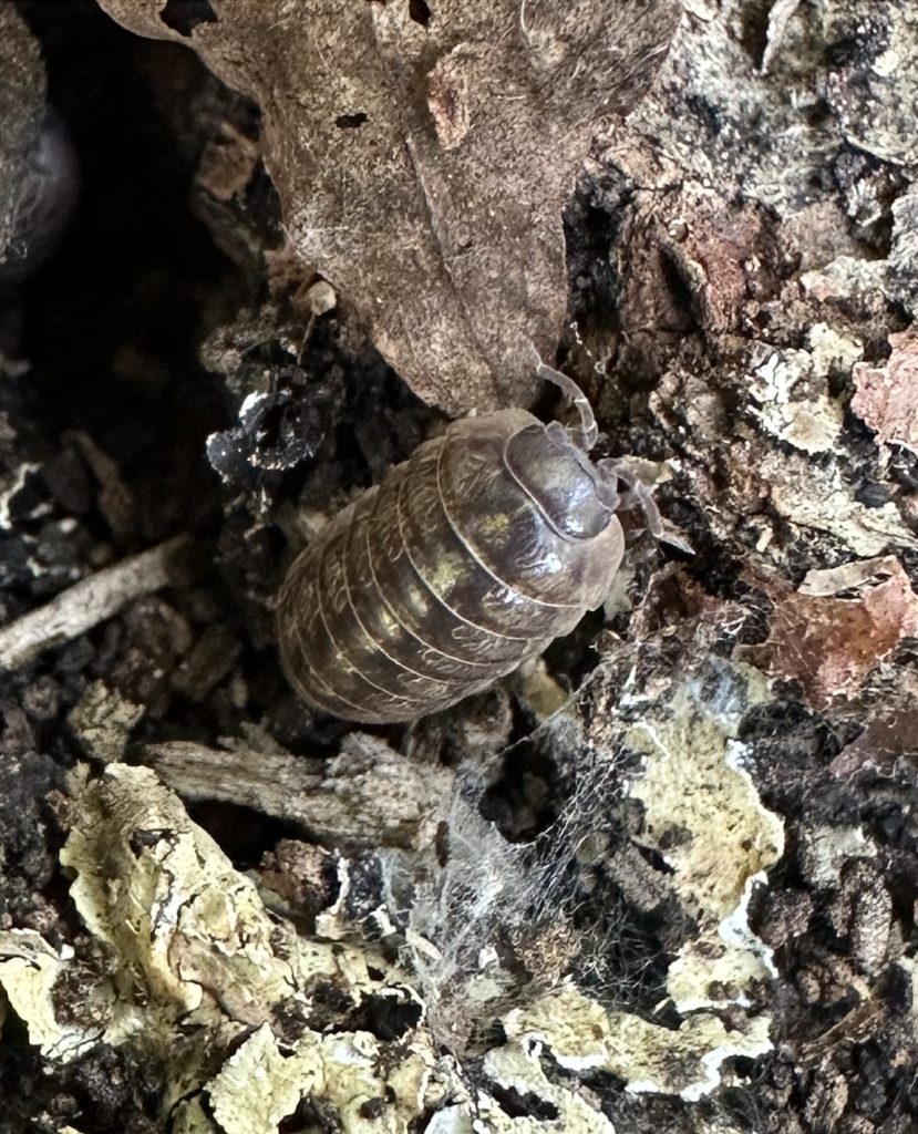 screenshot 2026 02 27 at 6.41.18 pm