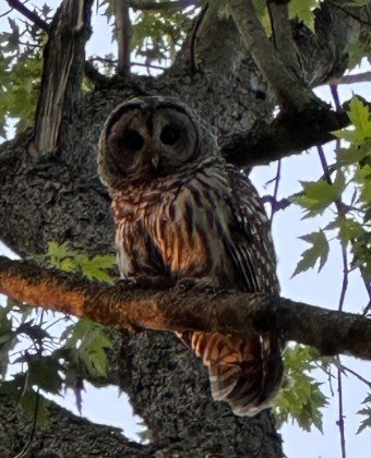 340x420 barred owl