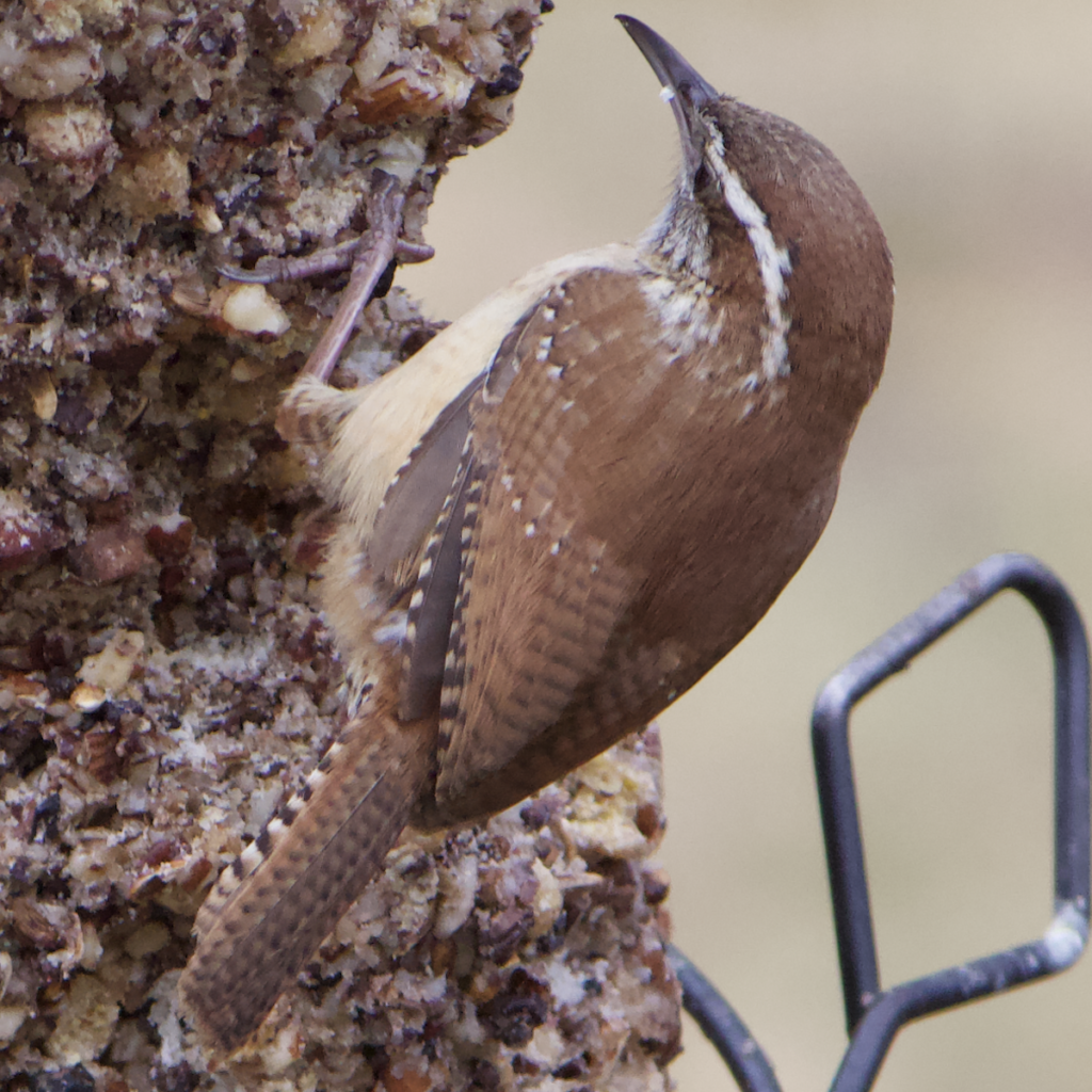 600x600 carolina wren