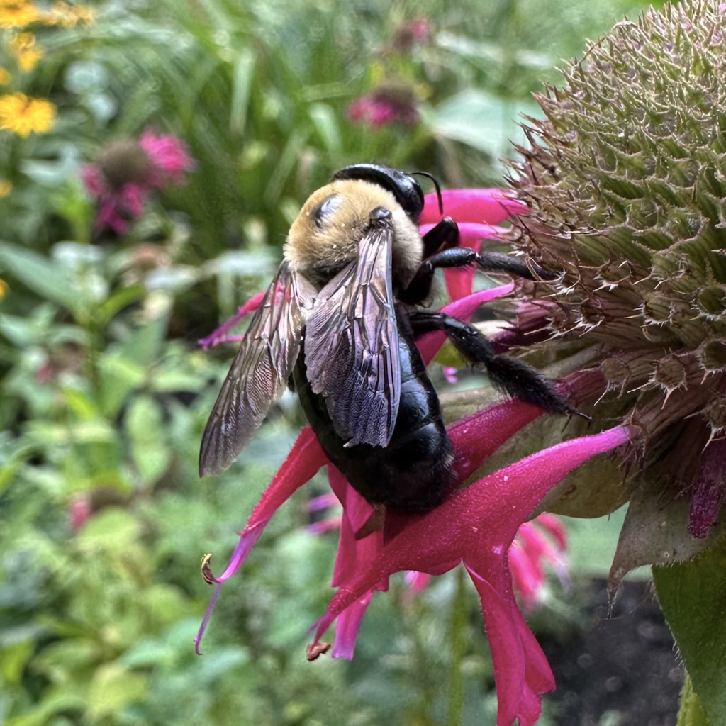 600x600 carpenter bee