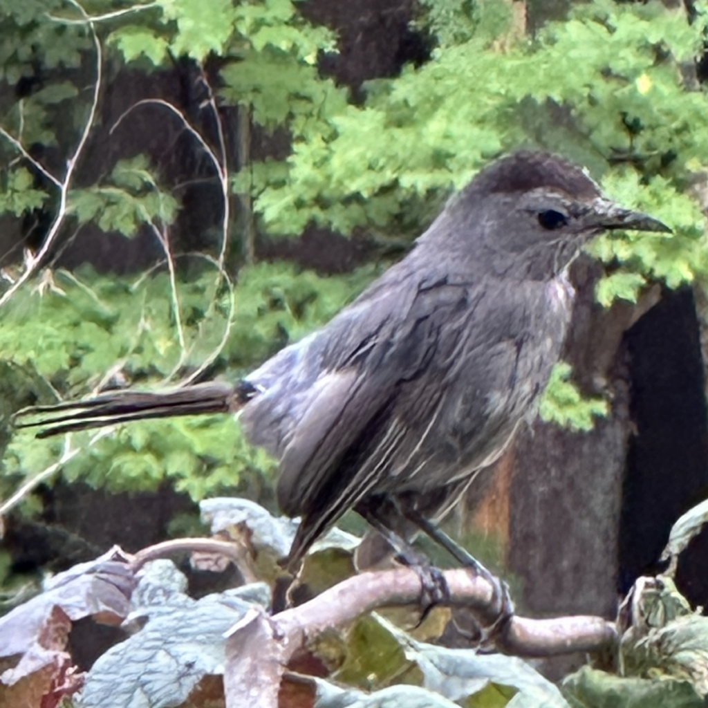 600x600 catbird