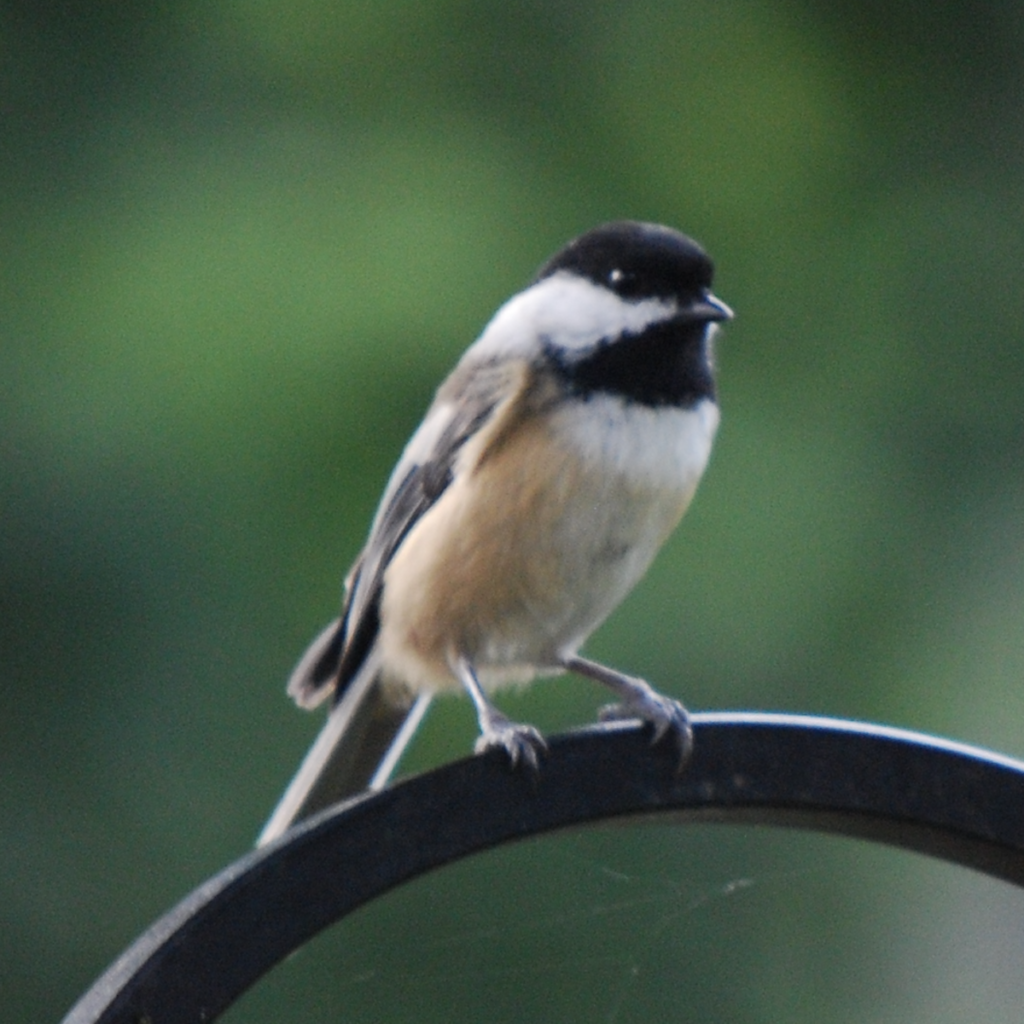 600x600 chickadee