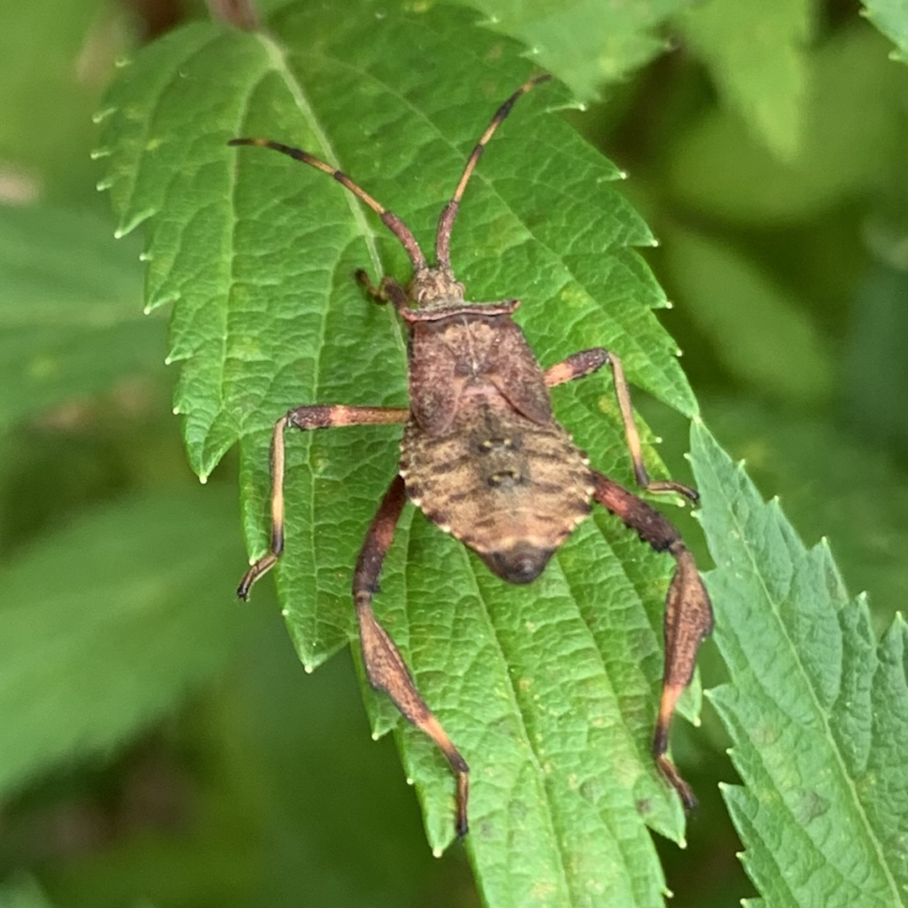 600x600 dock leaf bug