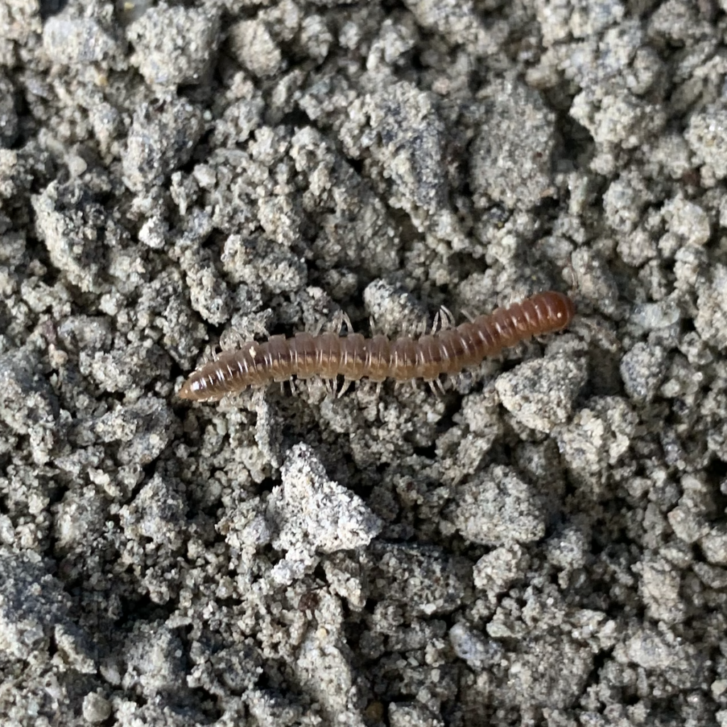 600x600 greenhouse millipede