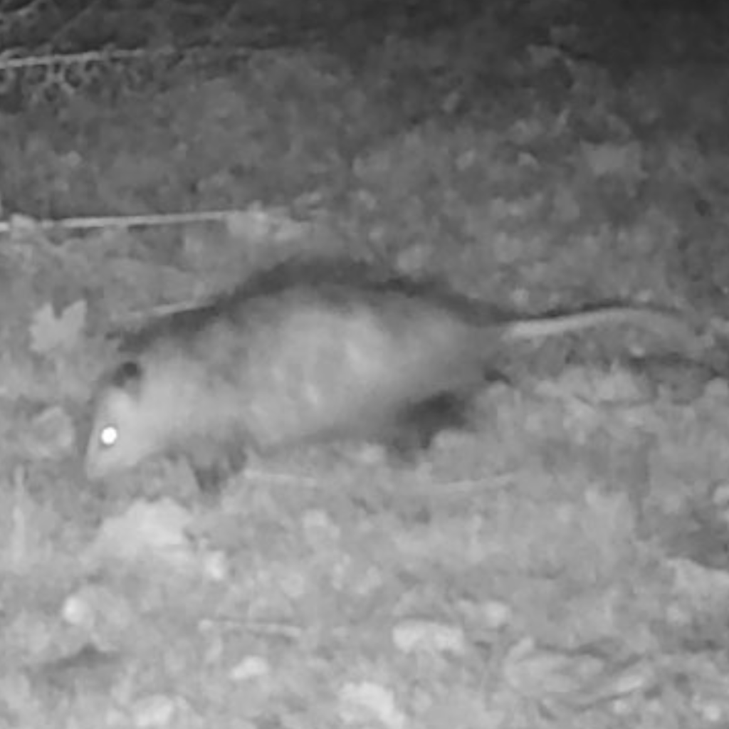 600x600 oppossum