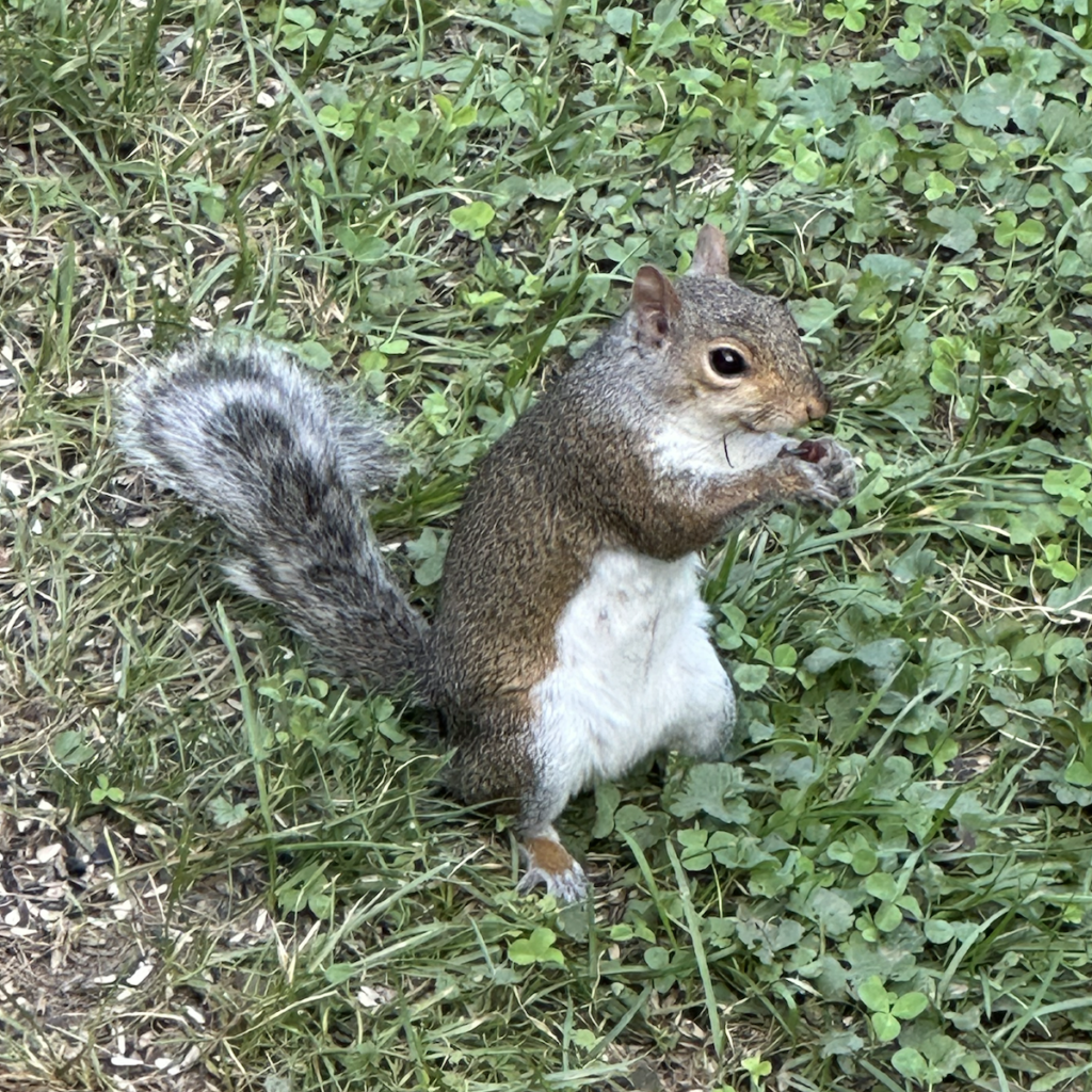 600x600 squirrel