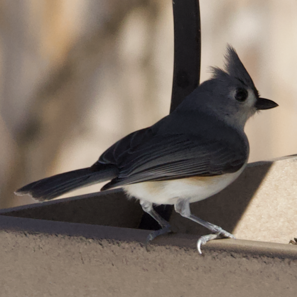 600x600 titmouse