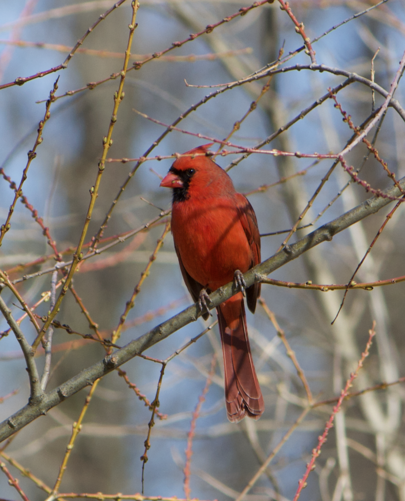 680x840 cardinal, 3.29.26