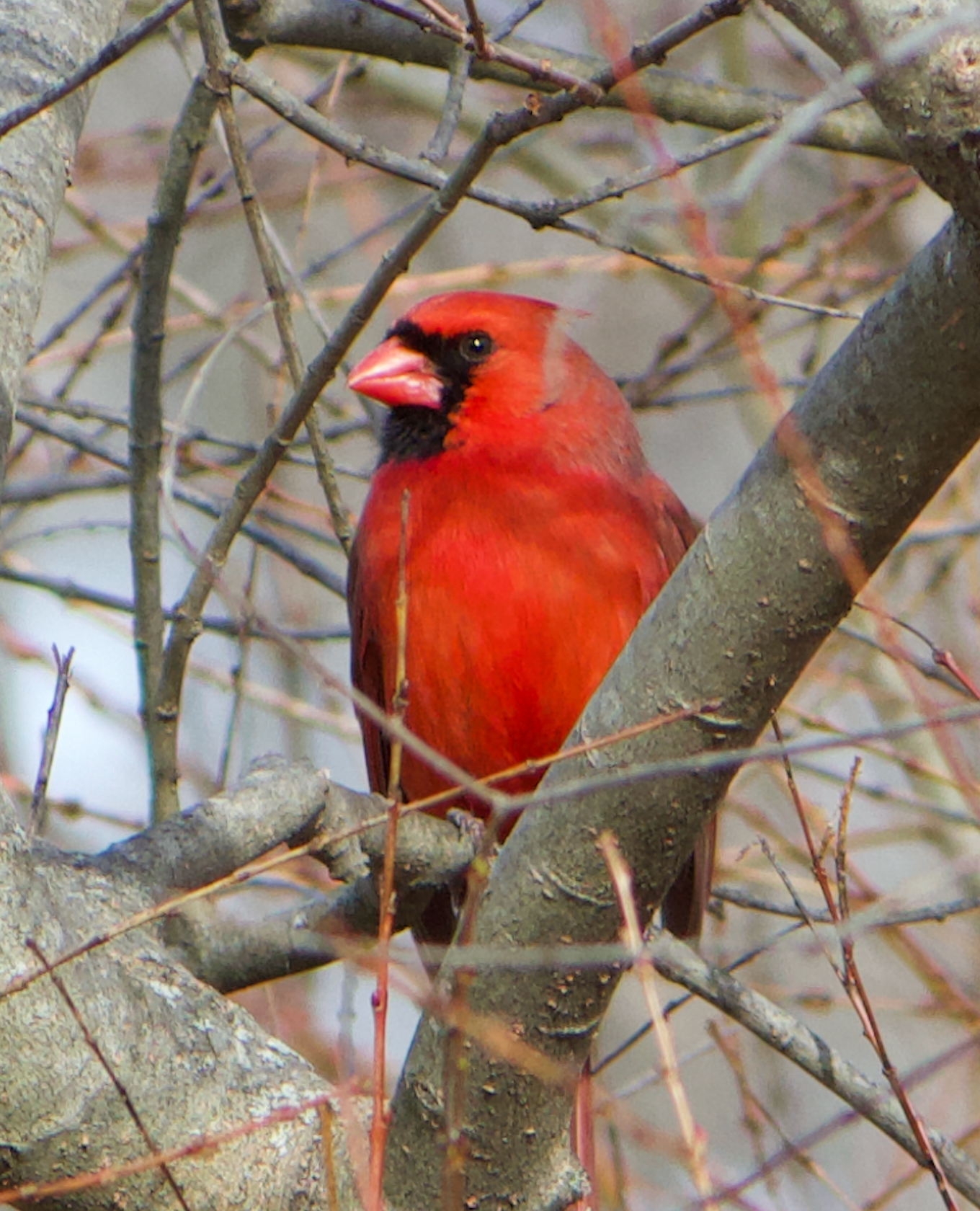 680x840 cardinal1, 3.25.26