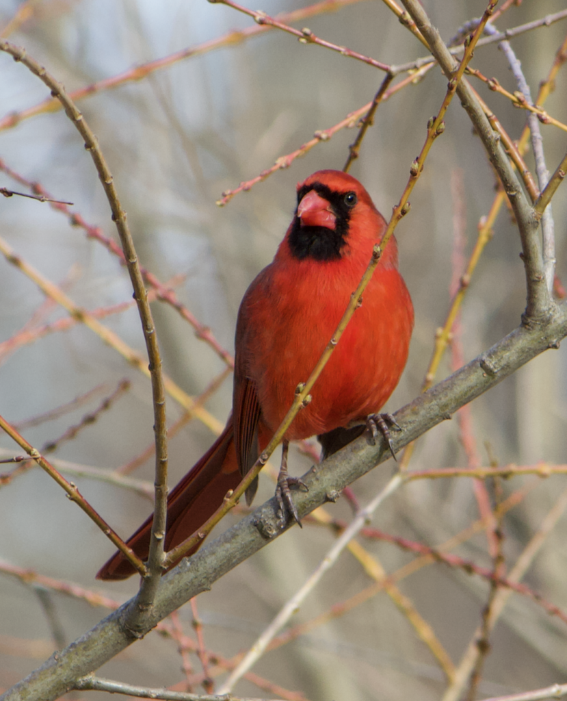680x840 cardinal2, 3.25.26