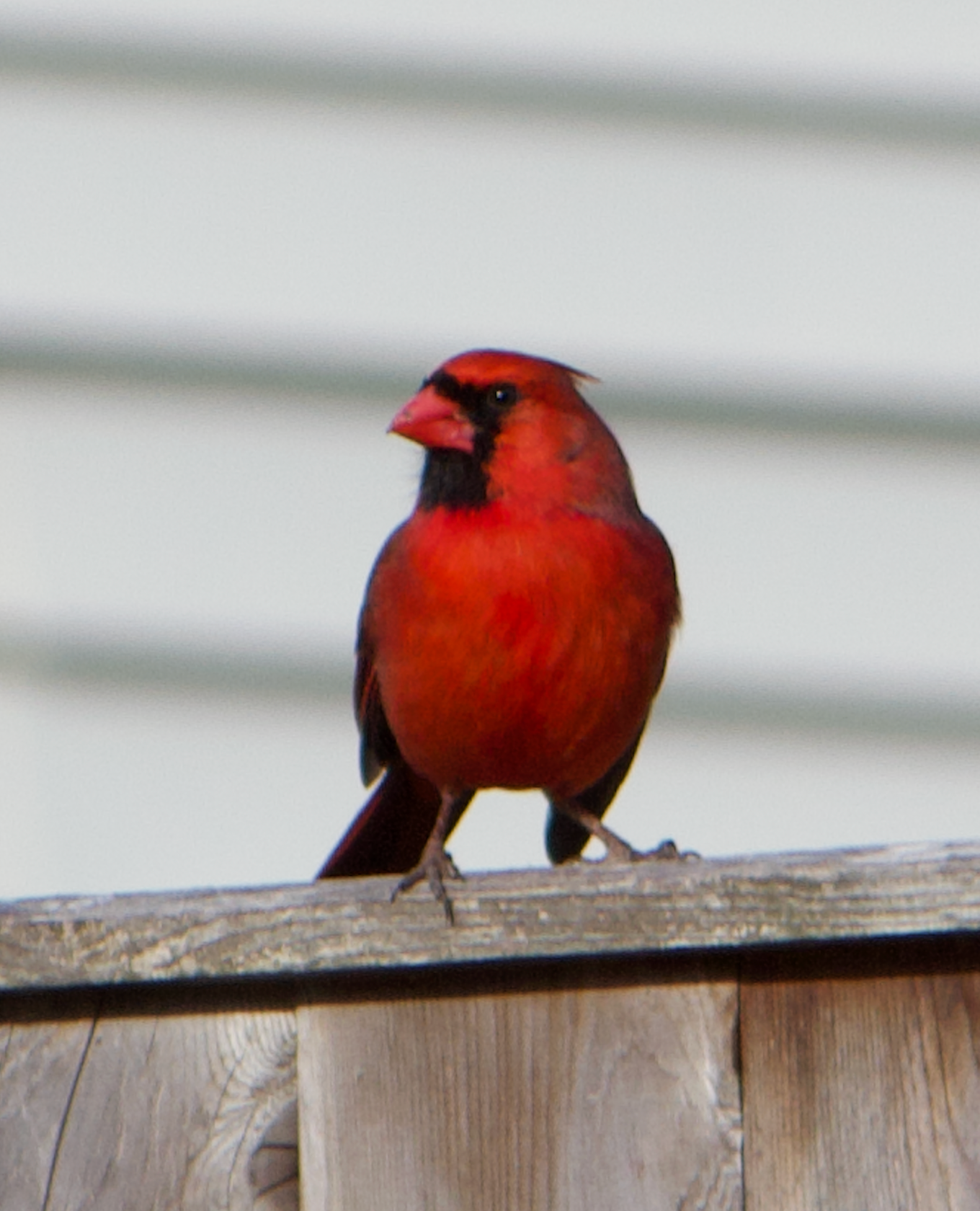 680x840 cardinal3, 3.25.26