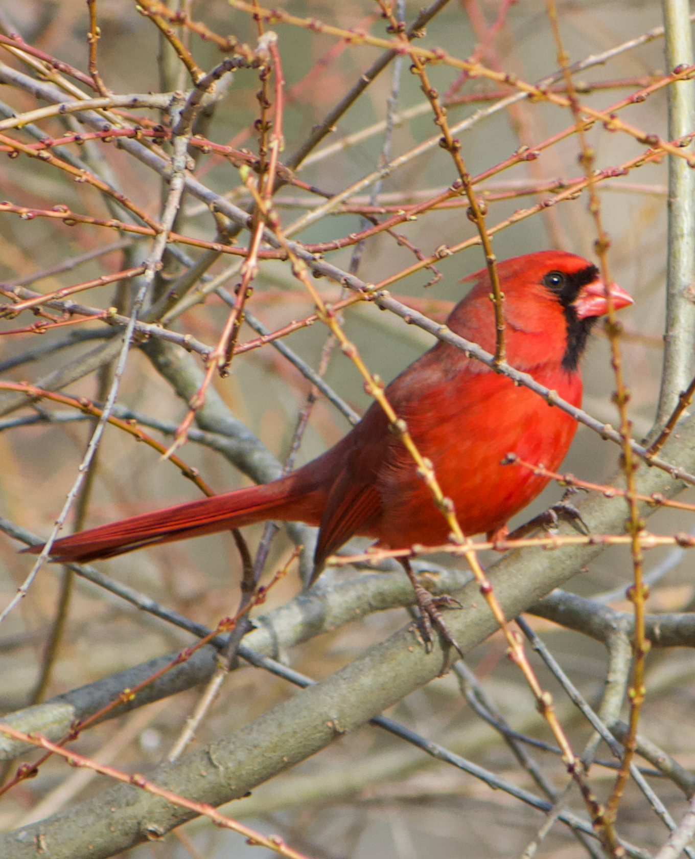 680x840 cardinal4, 3.25.26
