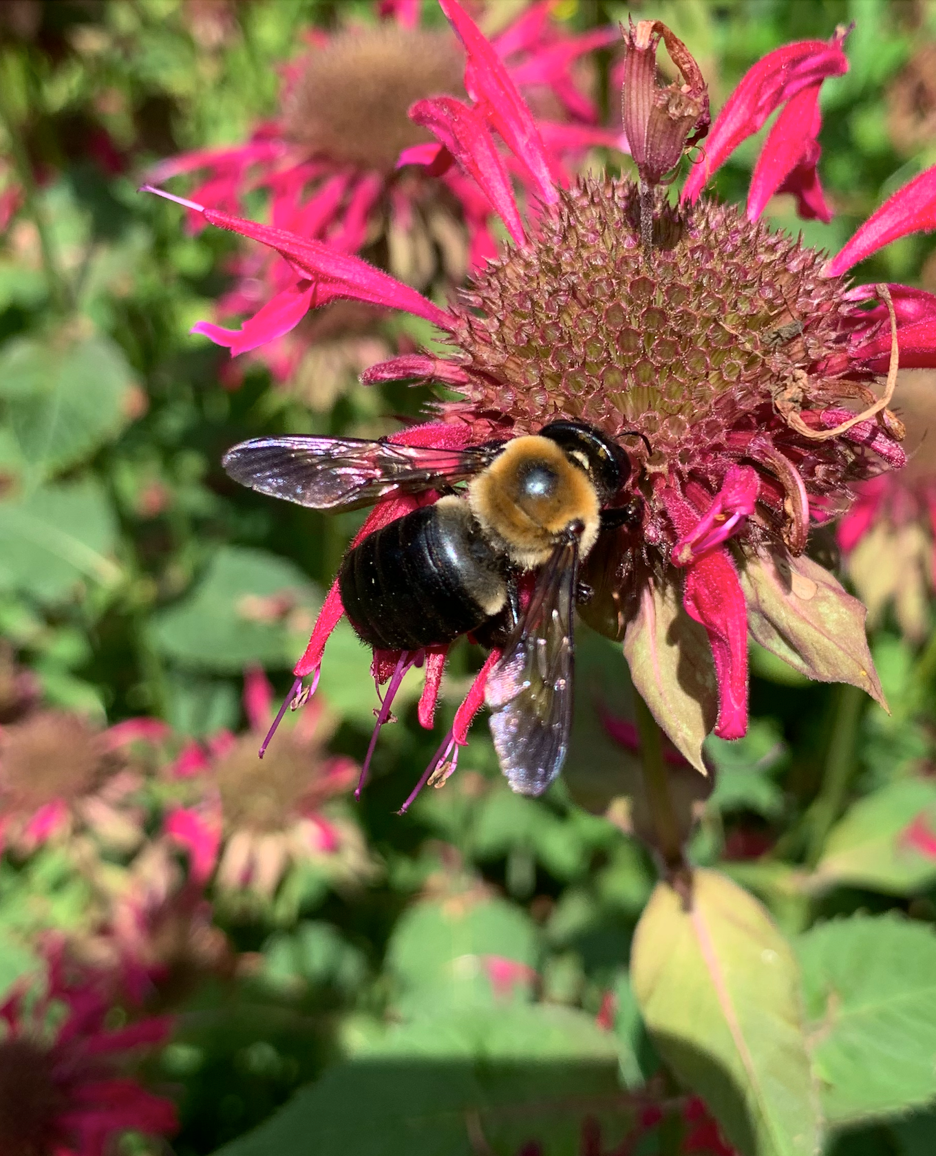 680x840 carpenter bee1