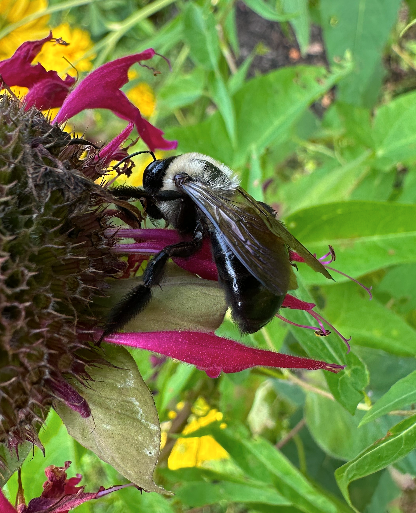 680x840 carpenter bee2