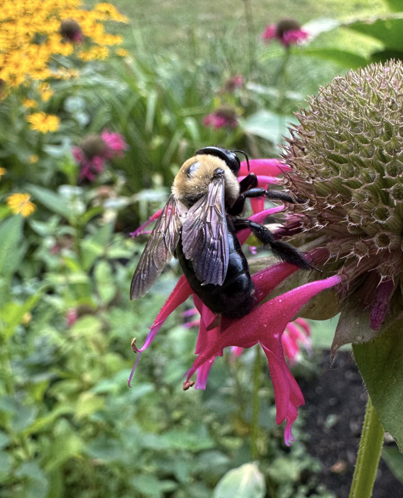 680x840 carpetner bee3