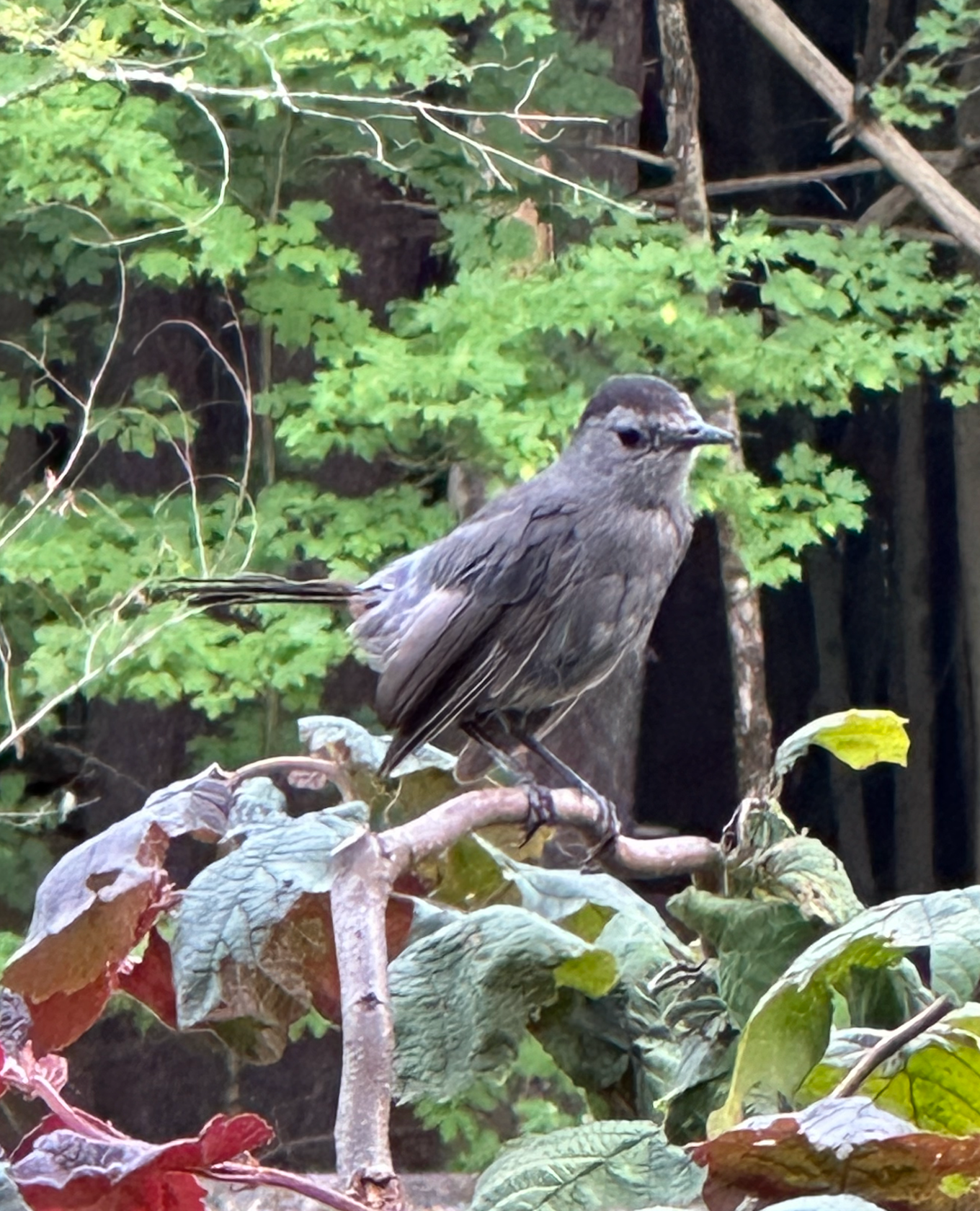 680x840 catbird1
