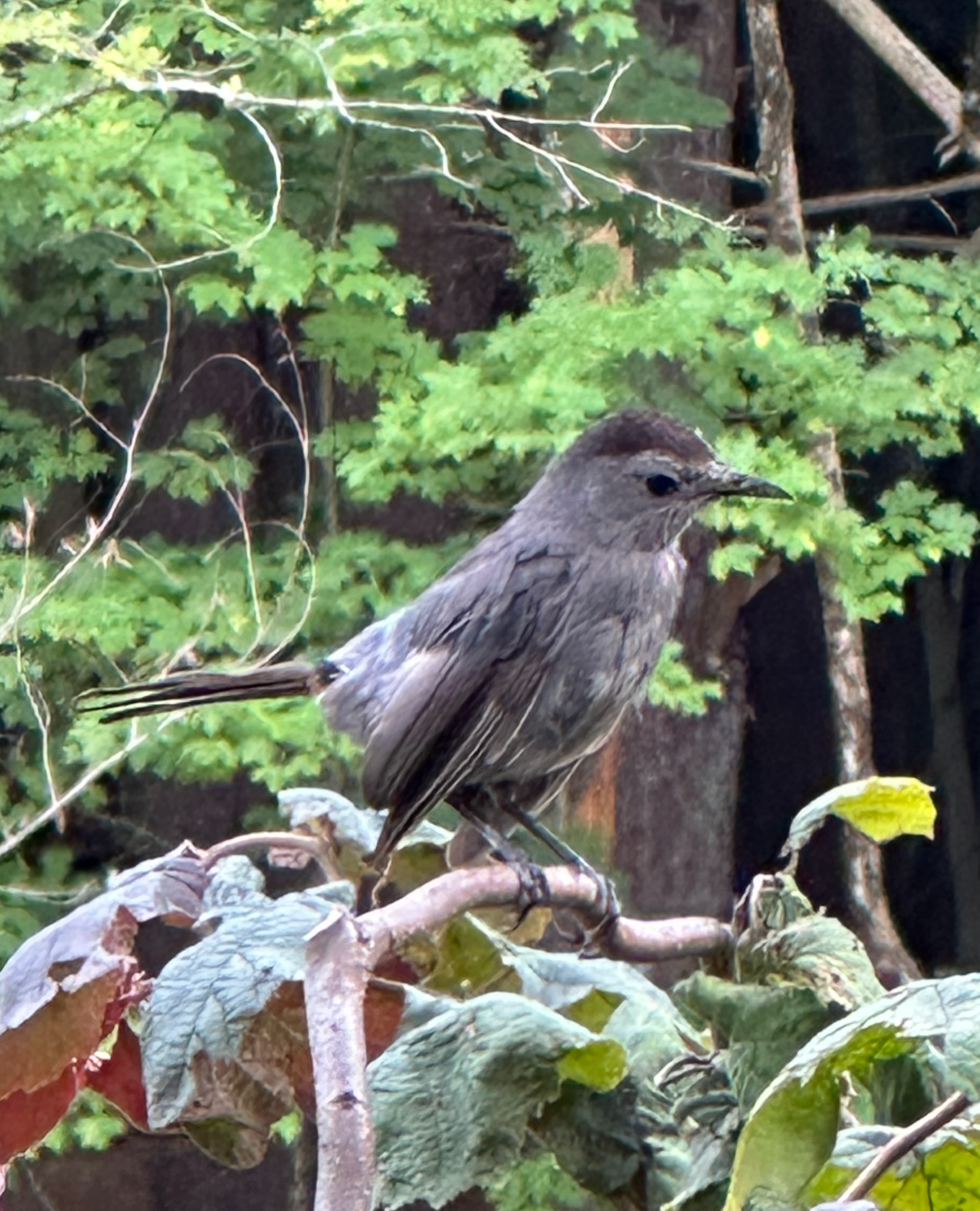 680x840 catbird2