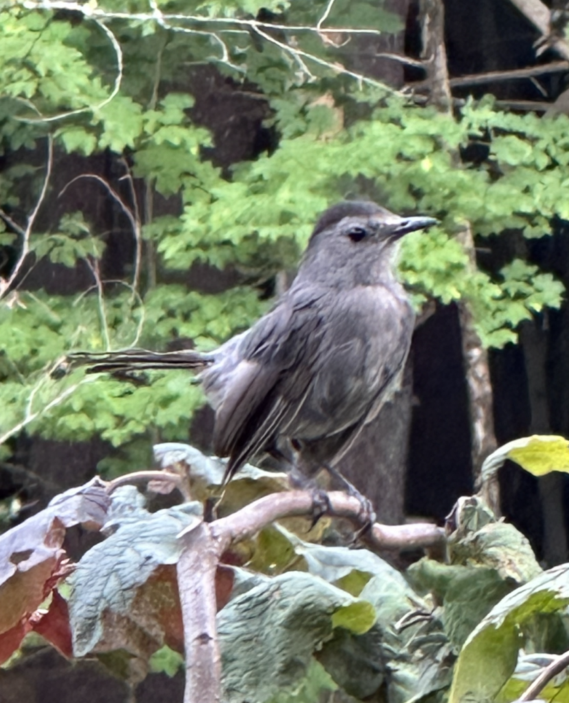680x840 catbird3
