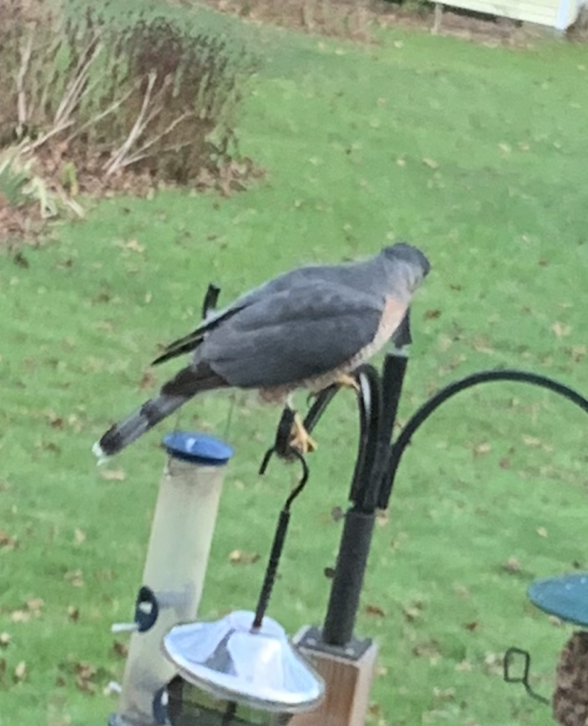 680x840 chawk, feeder