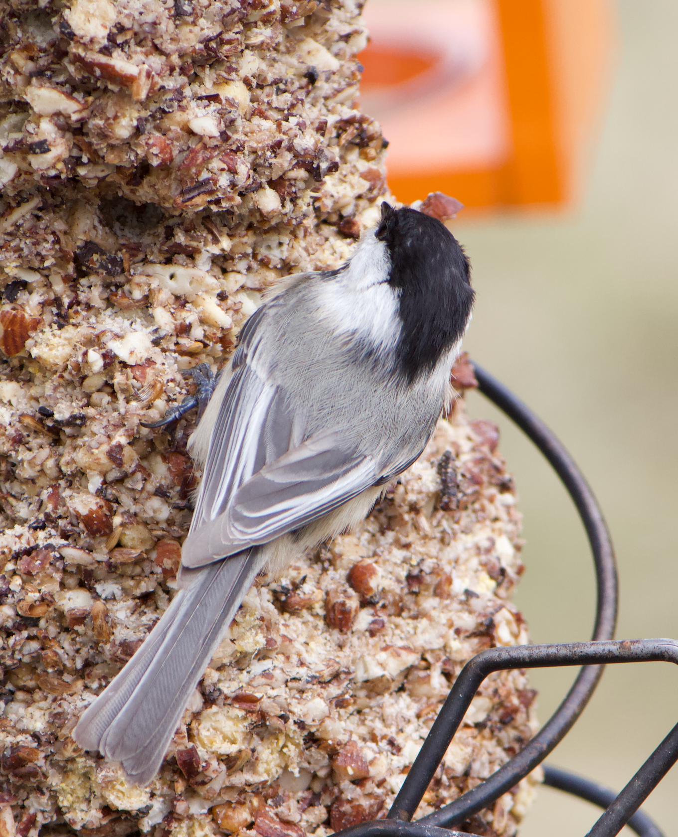 680x840 chick1, 3.30.26