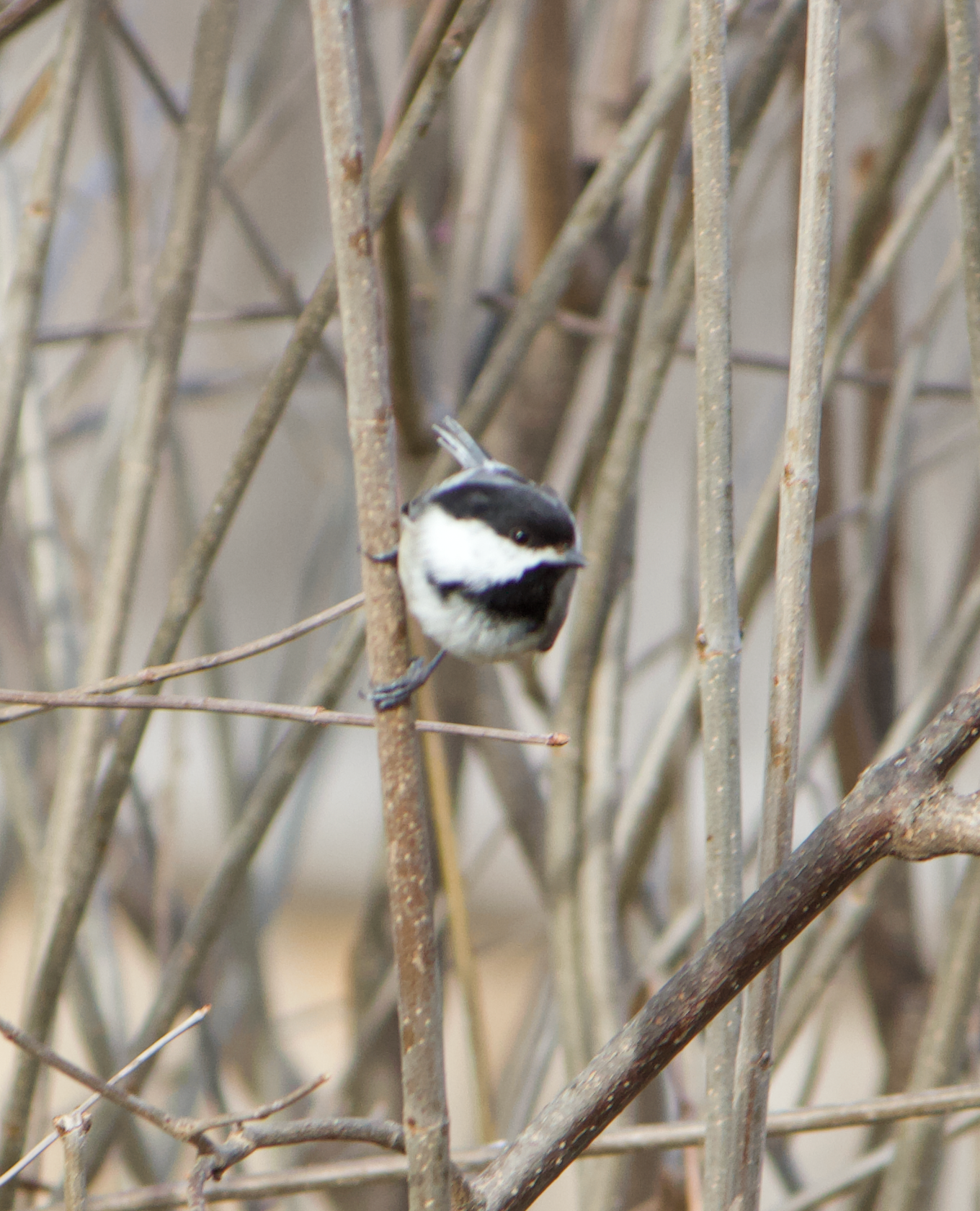 680x840 chick2, 3.30.26