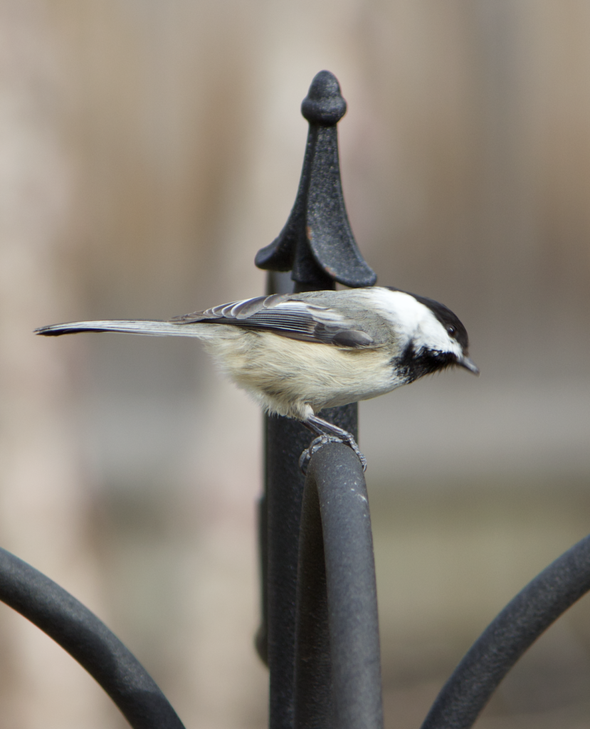 680x840 chick3, 3.30.26