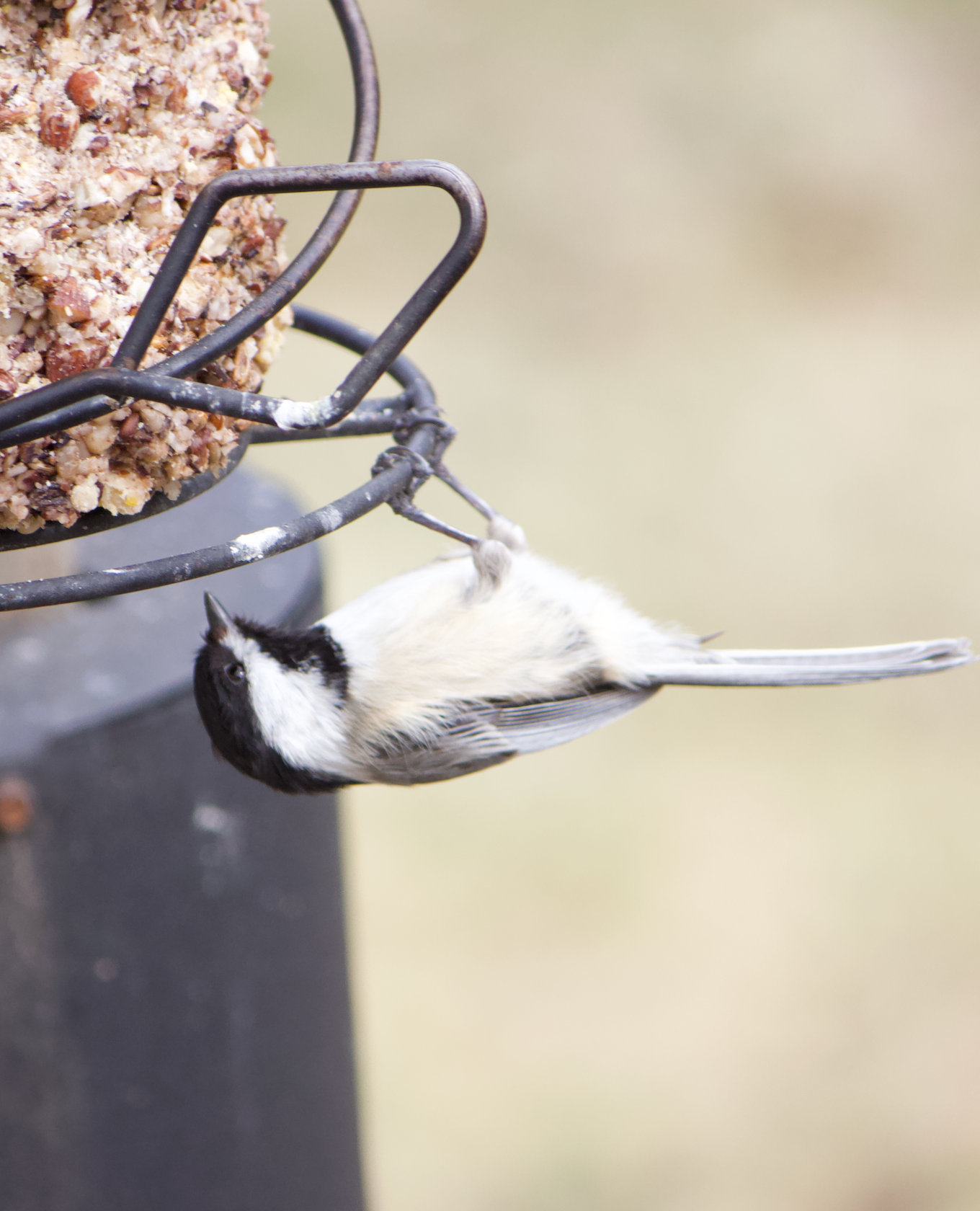 680x840 chick4, 3.30.26