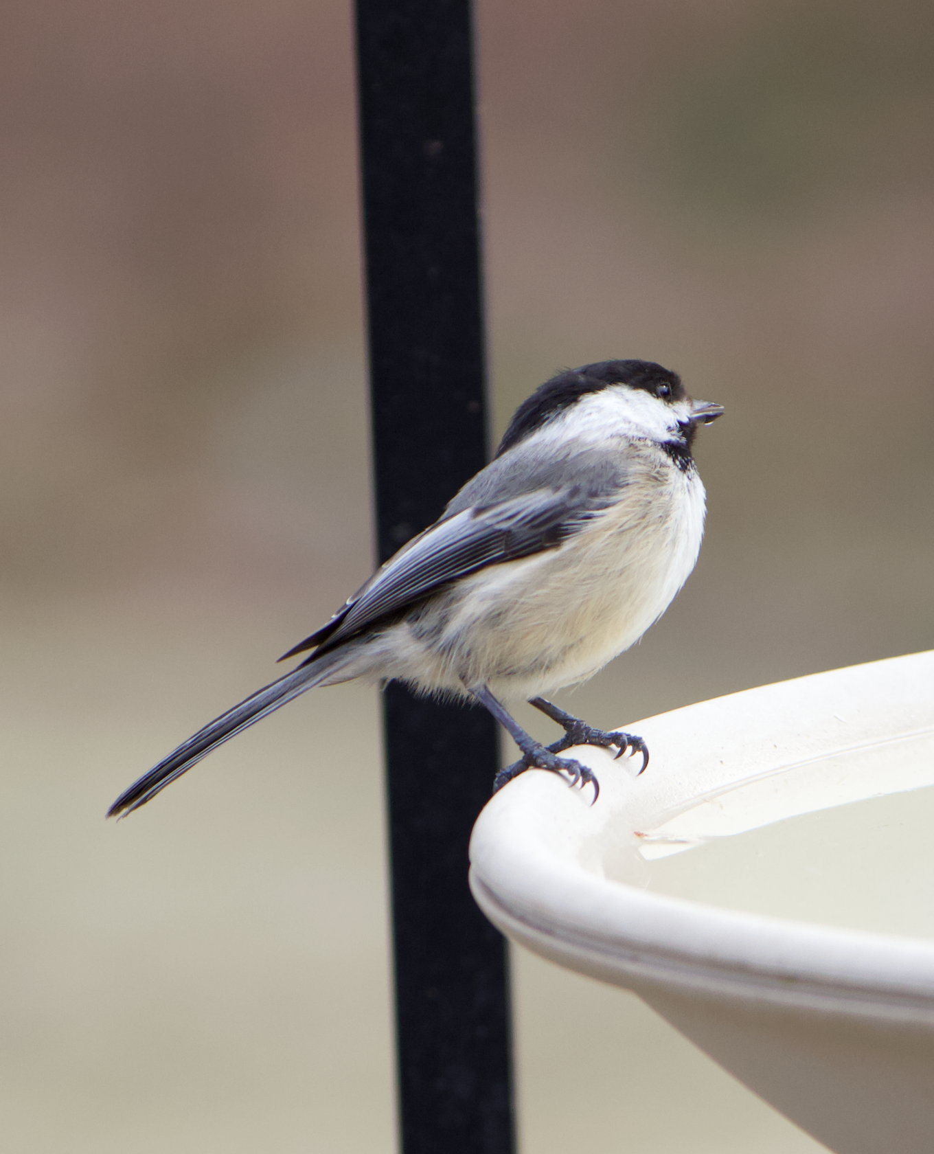 680x840 chick5, 3.30.26