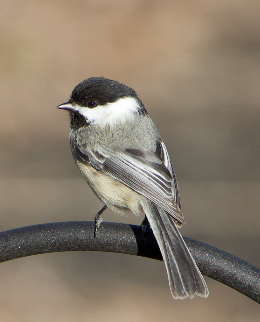 680x840 chickadee, 3.24.26