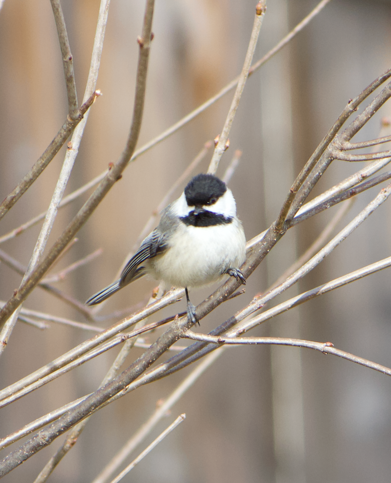 680x840 chickadee, 3.29.26
