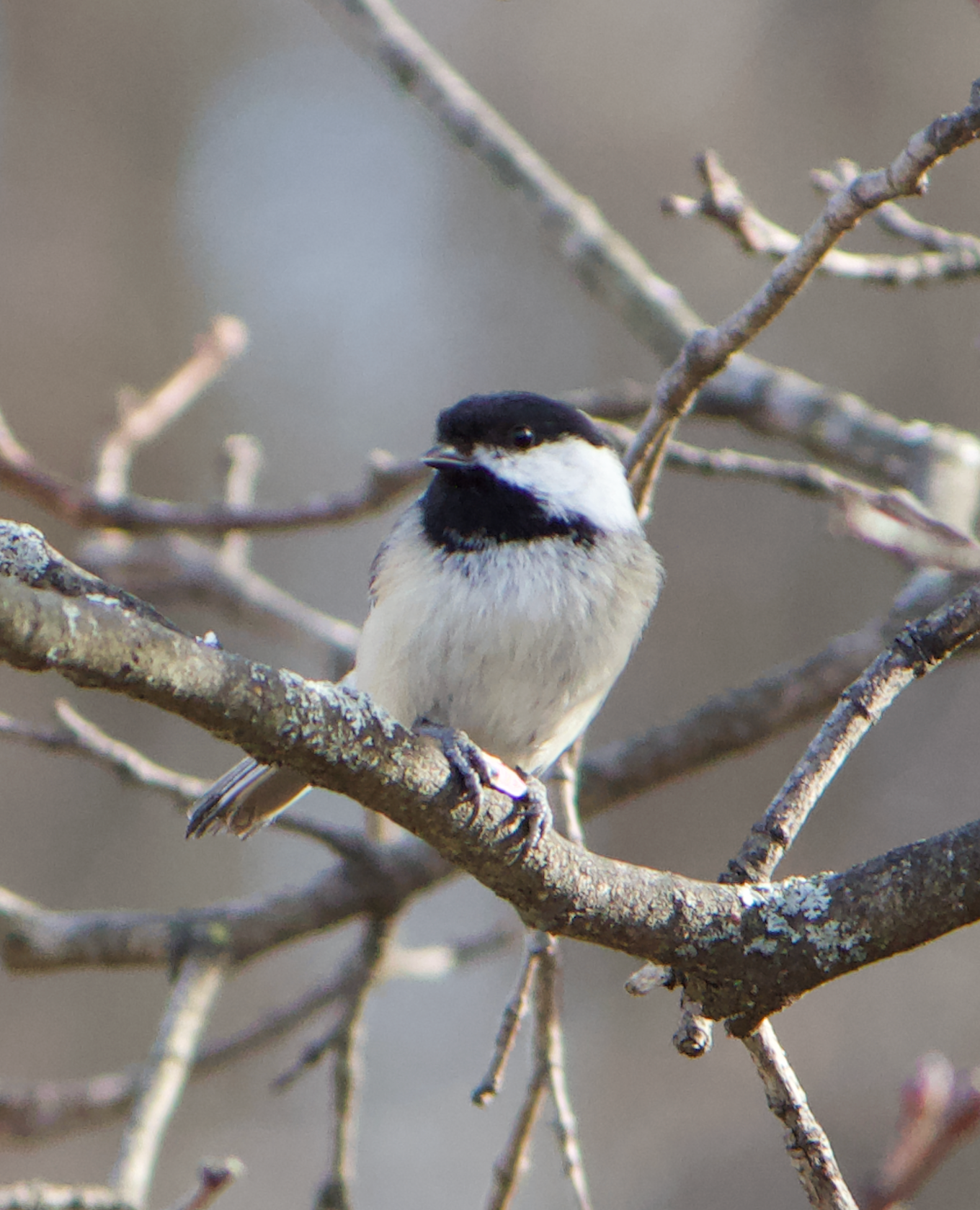 680x840 chickadee1, 2.25.26