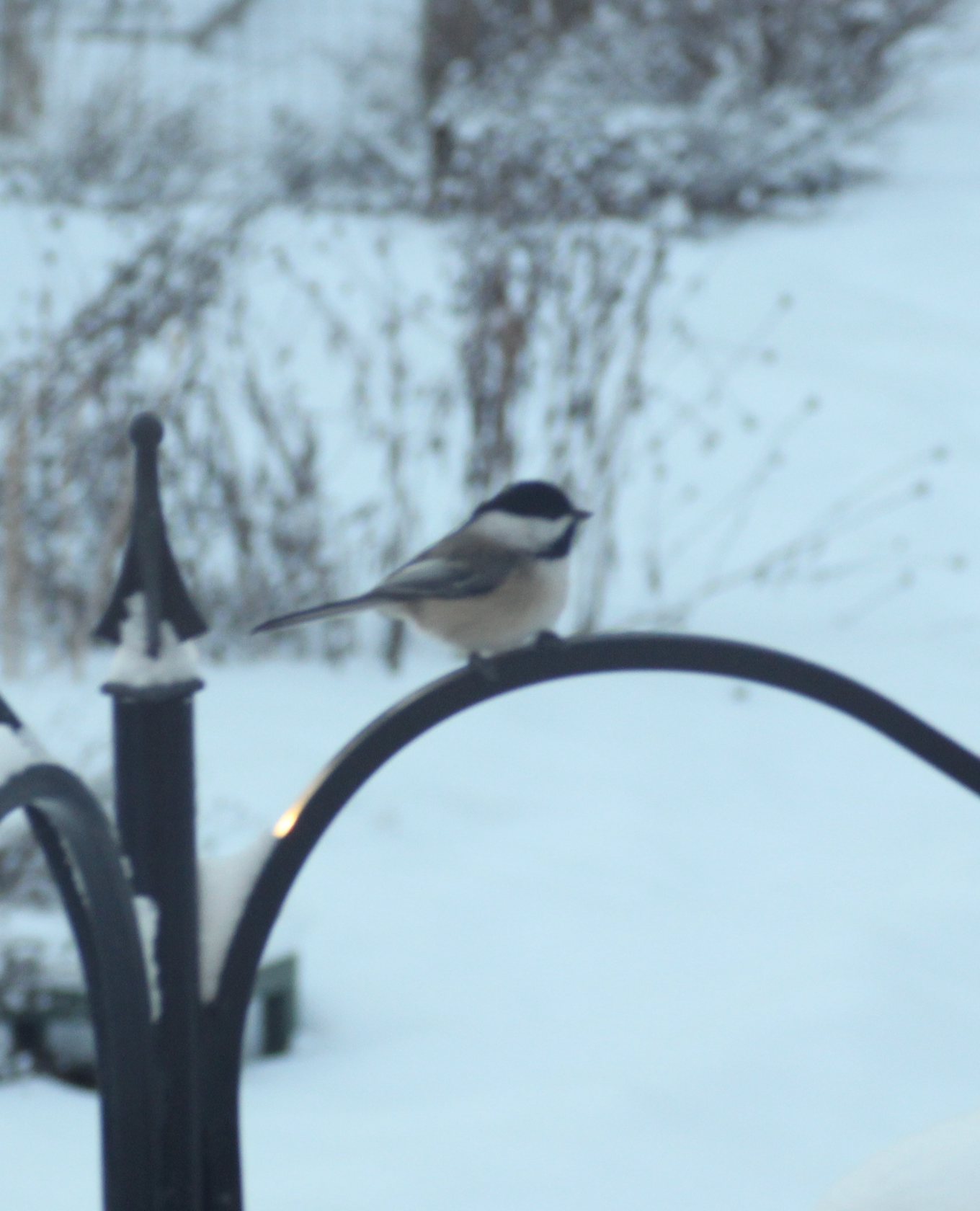 680x840 chickadee1