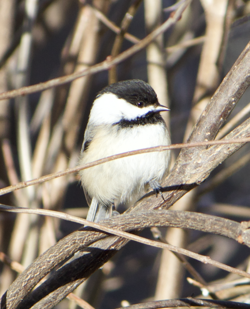680x840 chickadee2 3.24.26