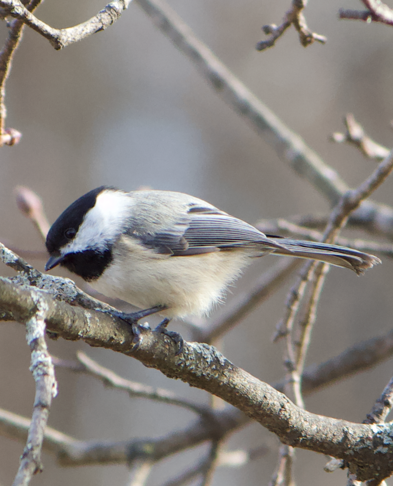 680x840 chickadee2, 3.25.26