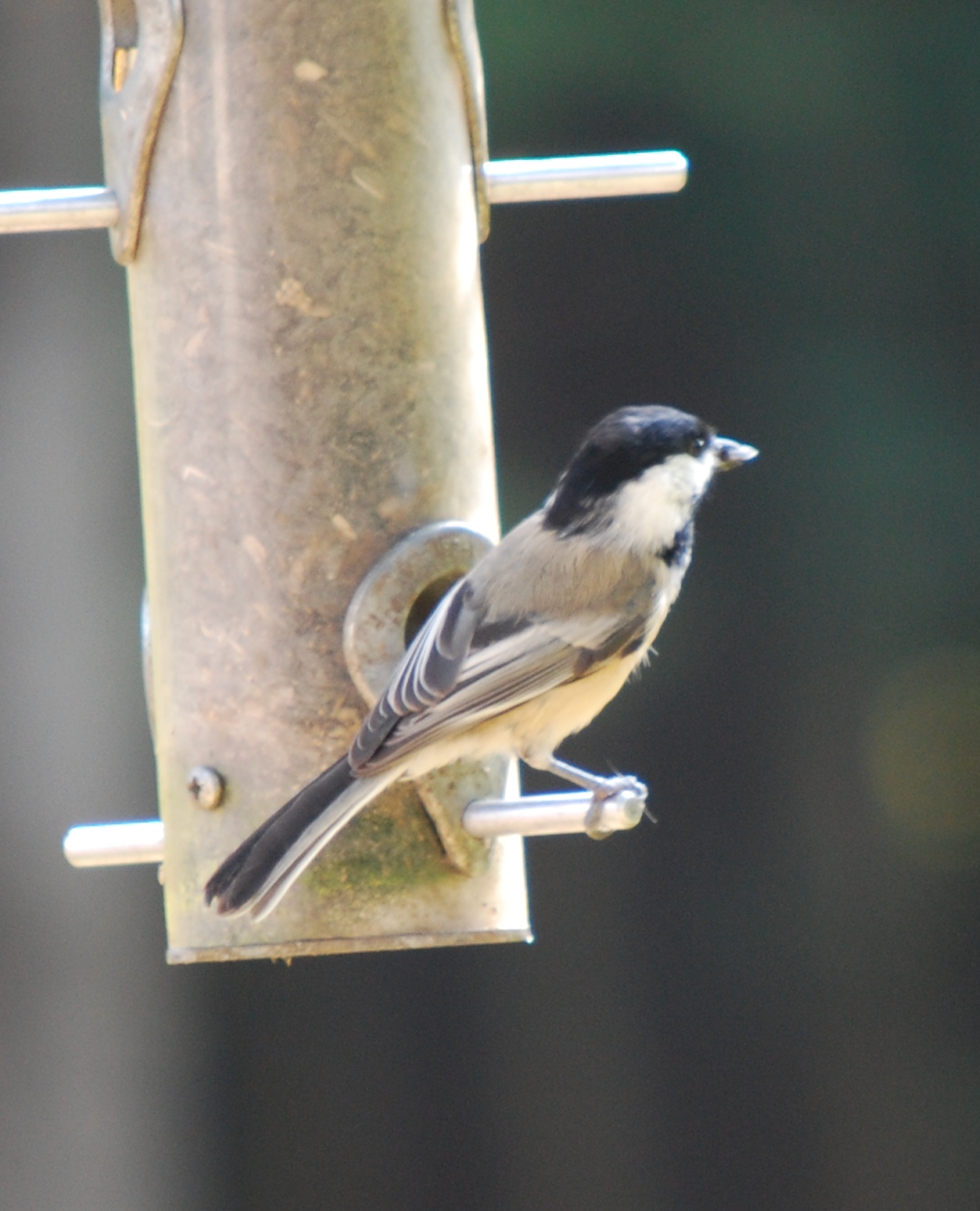 680x840 chickadee2