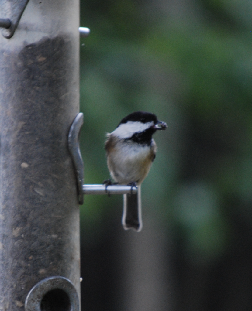 680x840 chickadee3