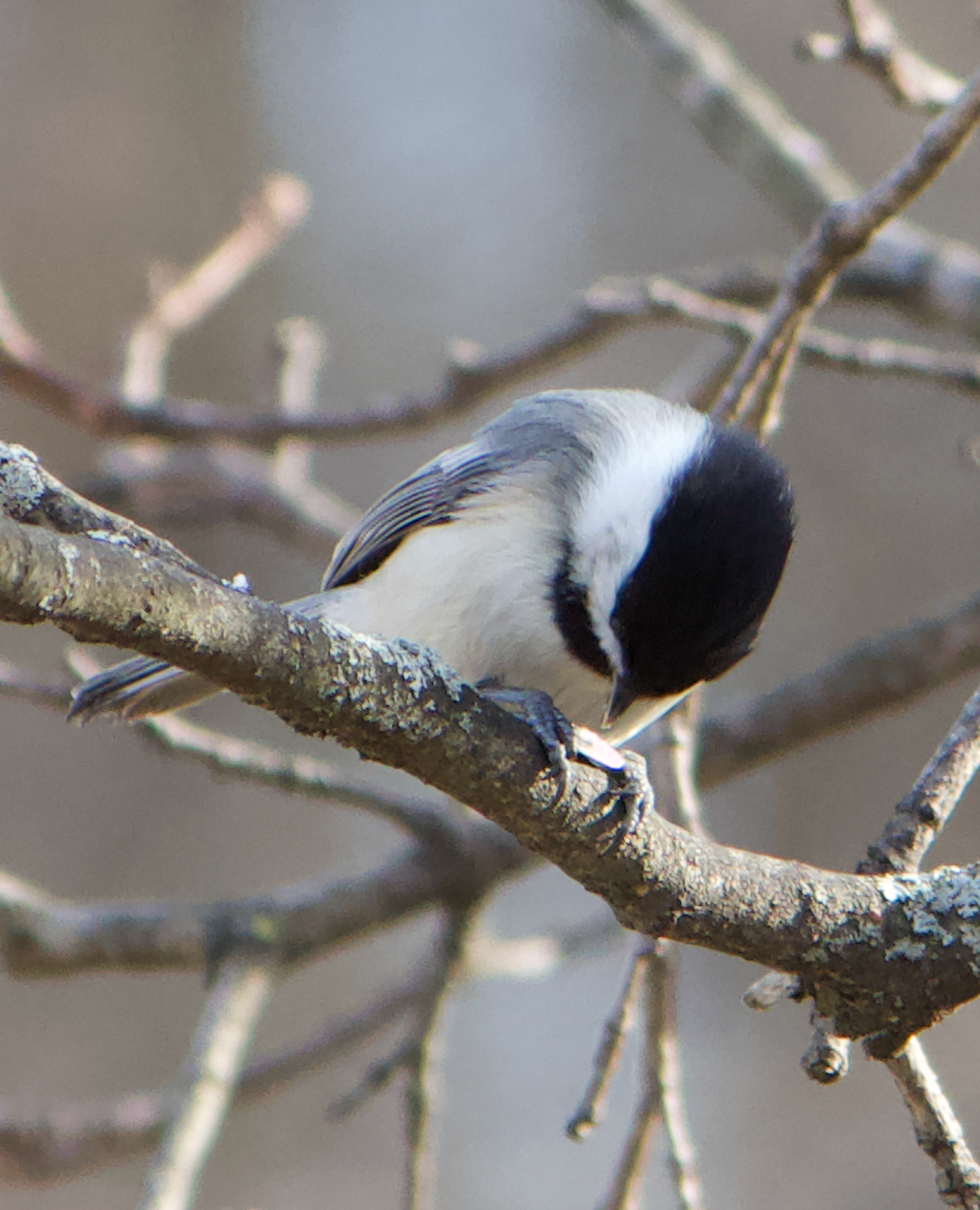 680x840 chickadee4, 3.25.26
