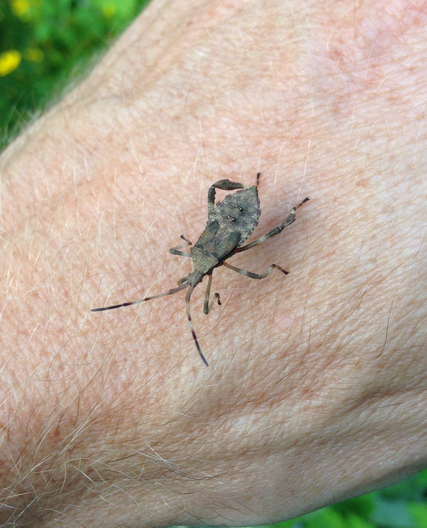 680x840 dock leaf bug