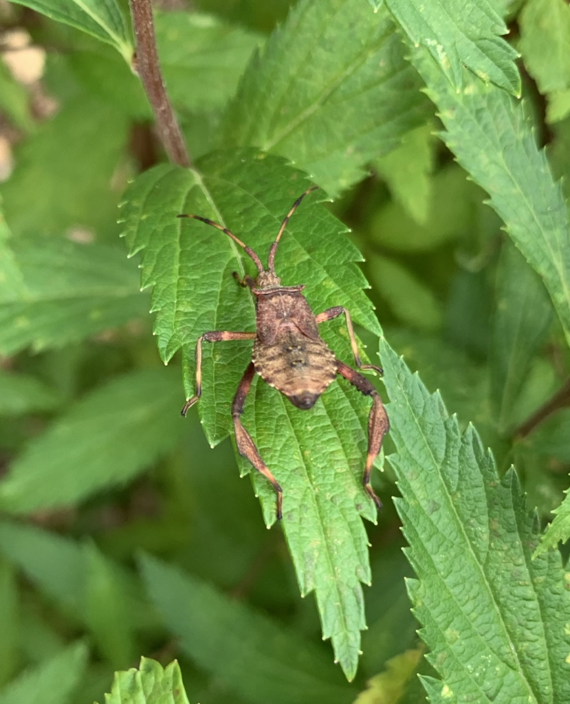 680x840 dock leaf bug2