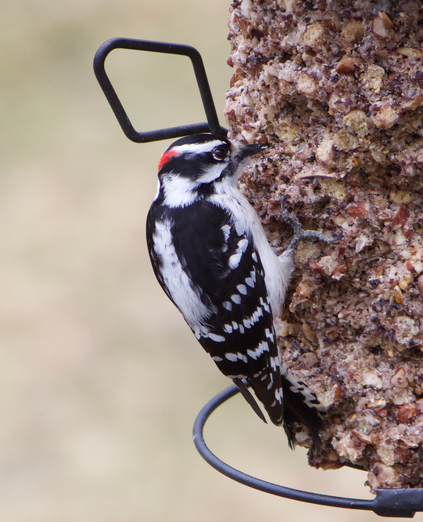 680x840 downy1, 3.26.26