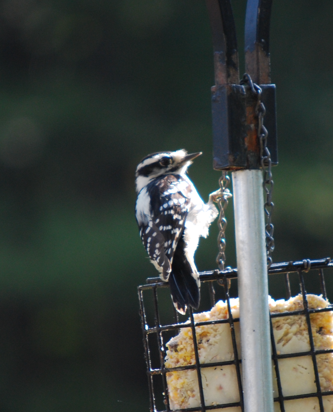 680x840 downy1, 3.29.26