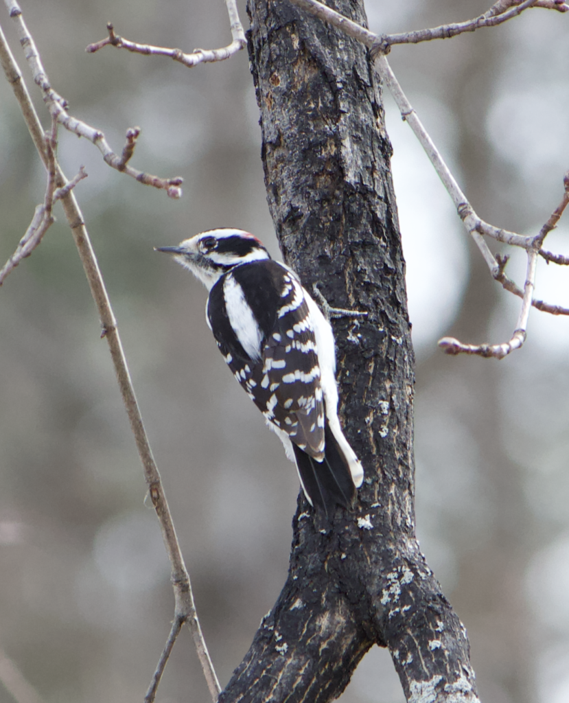 680x840 downy1, 3.30.26