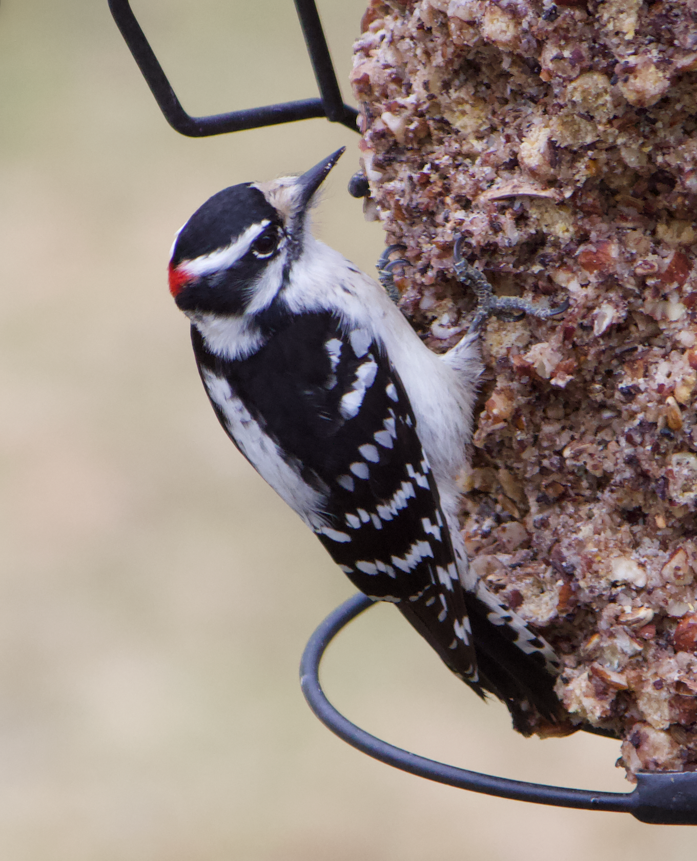 680x840 downy2, 3.26.26