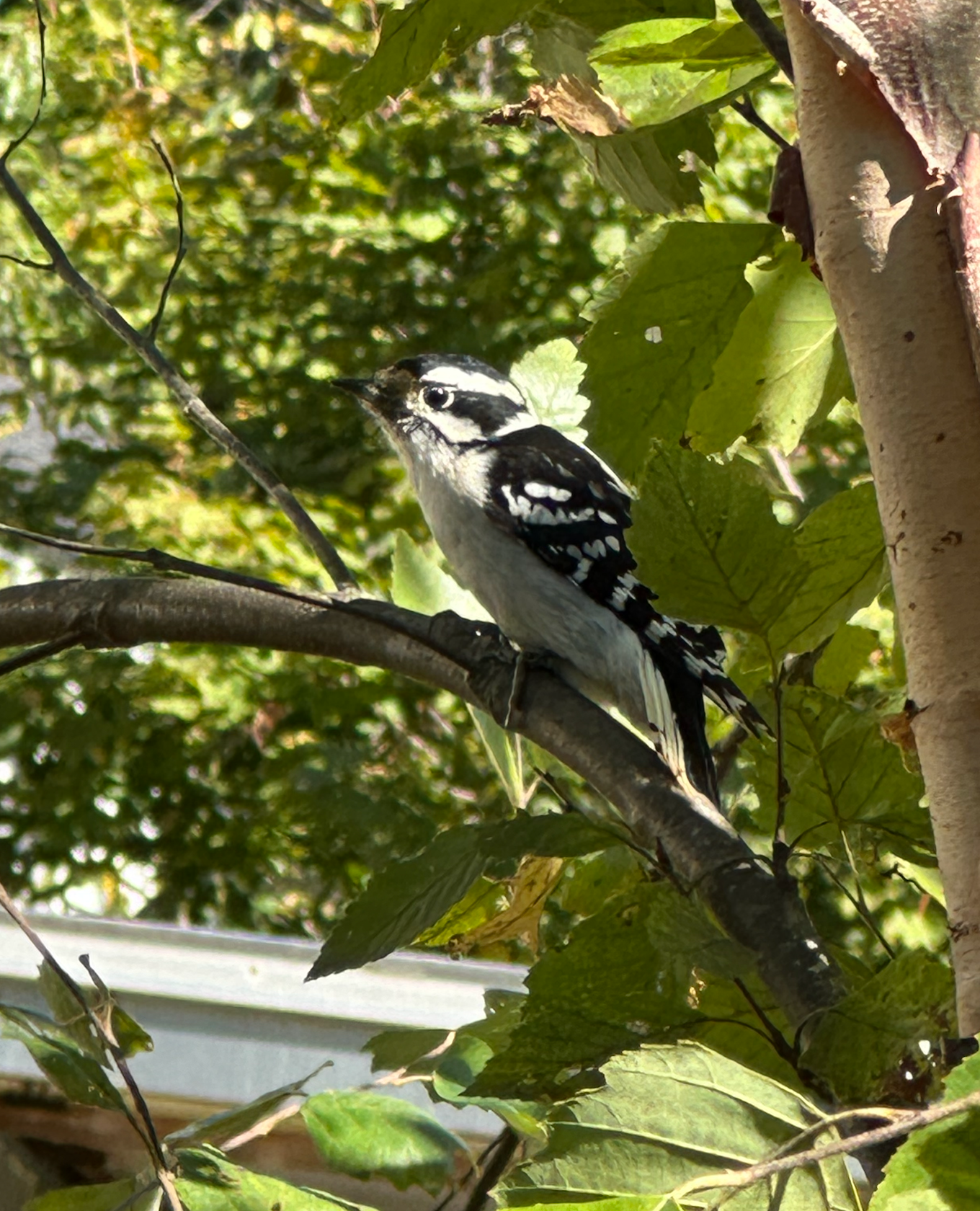 680x840 downy2, 3.29.26