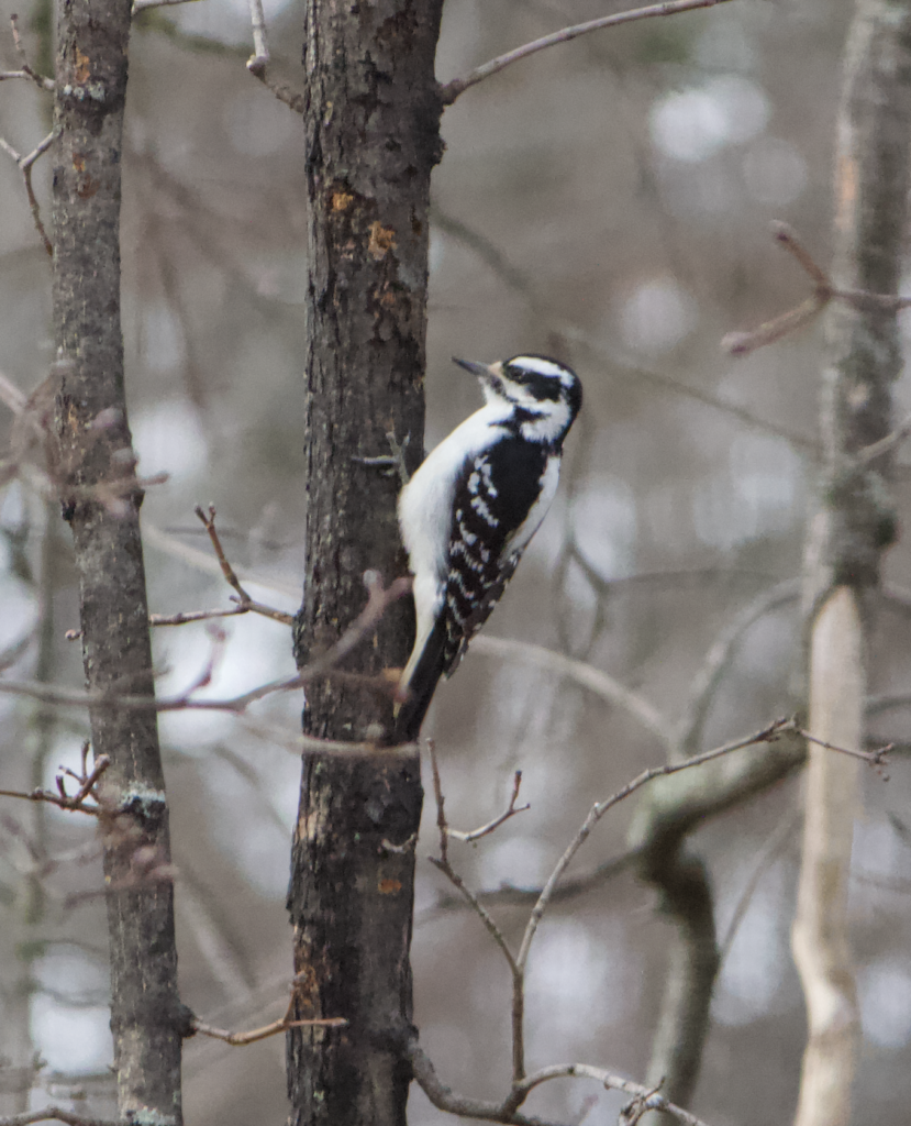 680x840 downy3, 3.29.26