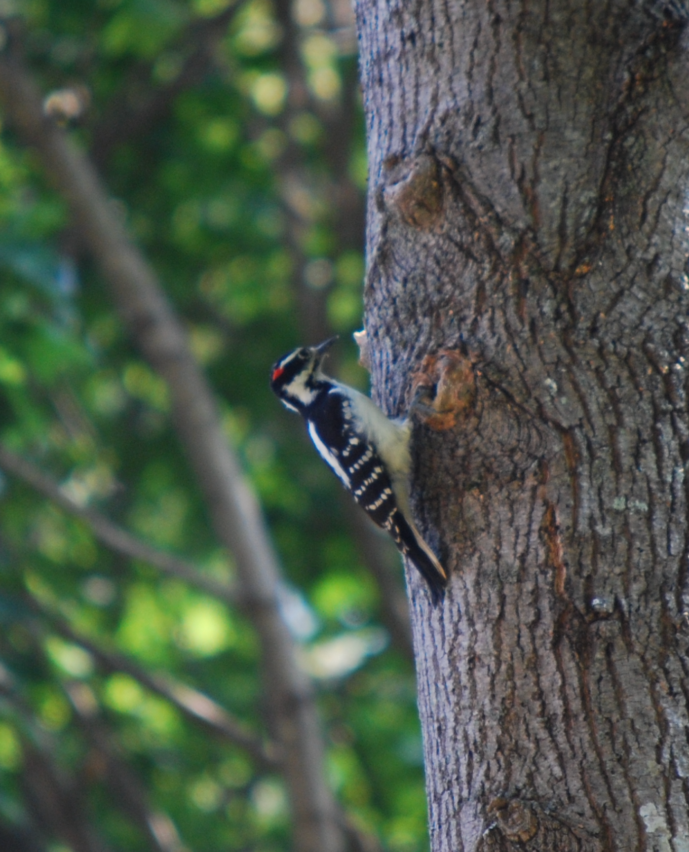 680x840 downy4, 3.29.26