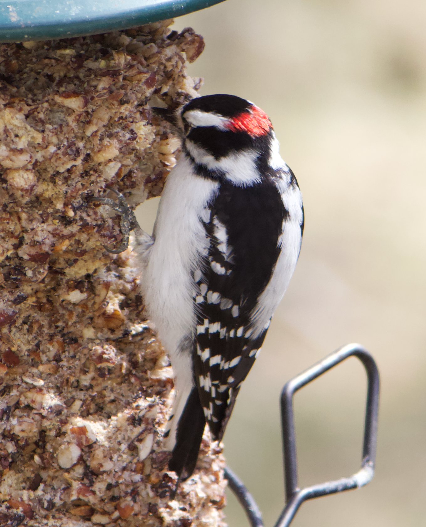 680x840 downy6, 3.29.26