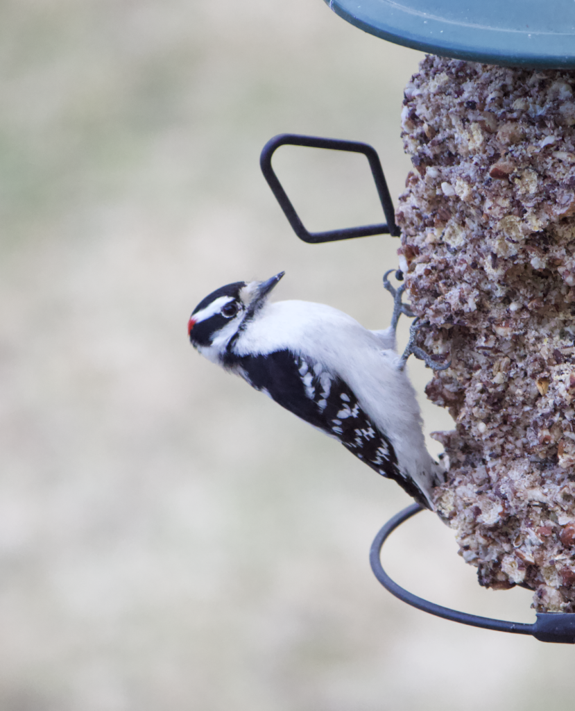 680x840 downy7, 3.29.26